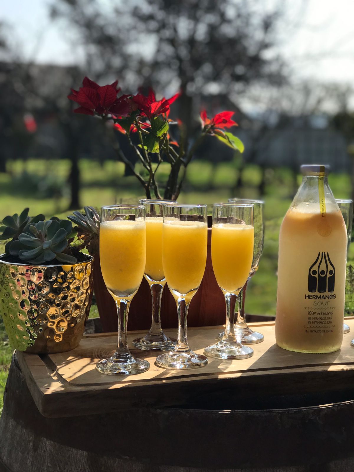 Pisco sour artesanal congelado